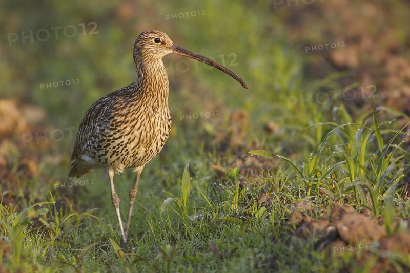 Eurasian Curlew (Numenius arquata) female, North Rhine-Westpalia, Germany