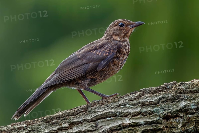 A young blackbird (Turdus merula) on the branch of an oak tree, baby animals, young bird, July, Germany