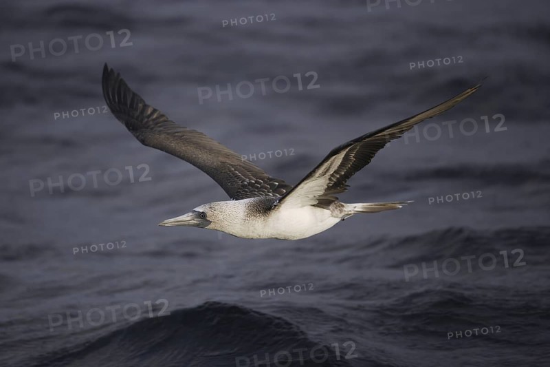 Blue-footed Booby (Sula nebouxii), Galapagos, Ecuador