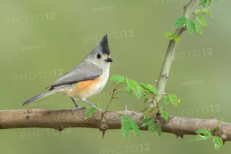 Black-crested Titmouse (Baeolophus atricristatus) perched on a branch, Texas, USA