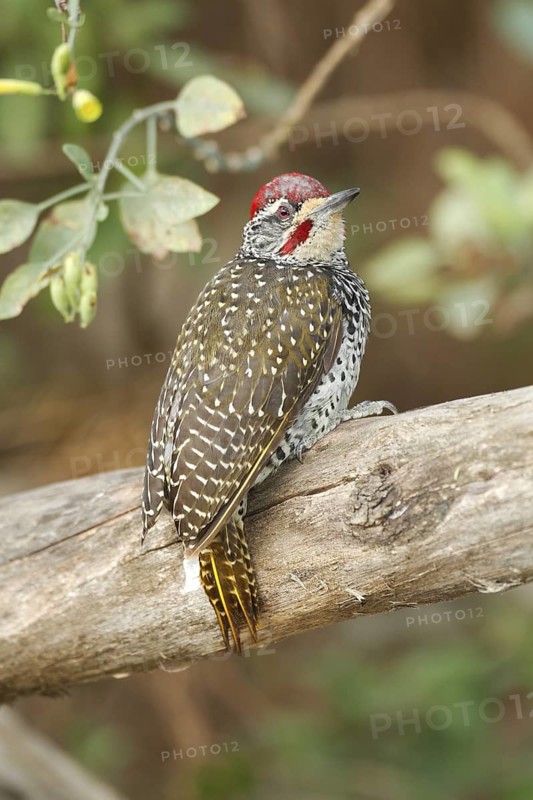 Nubian Woodpecker (Campethera nubica), Lake Baringo, Kenya