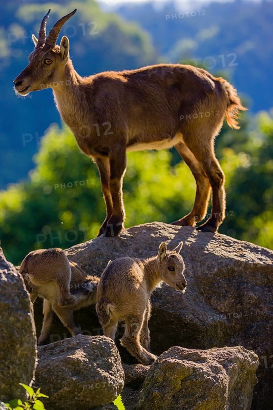 One adult female ibex (Capra ibex) and two of her babies standing on rocks