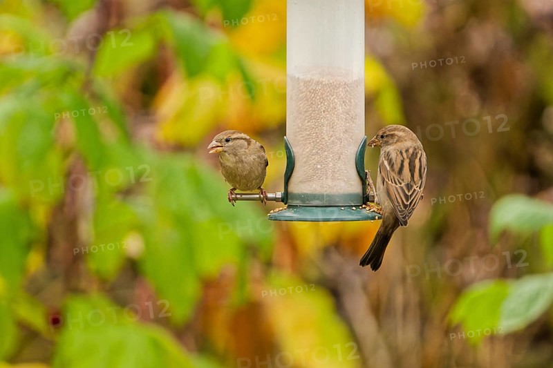Two house sparrows (Passer domesticus) feeding on seeds at a hanging garden bird feeder, colorful autumn foliage and soft natural background bokeh, Germany