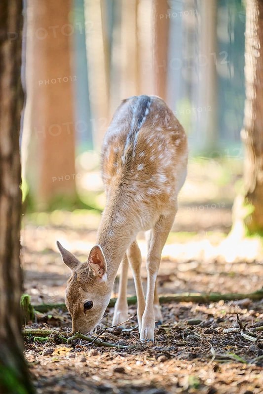 European fallow deer (Dama dama) youngsters in a forest, Bavaria, Germany