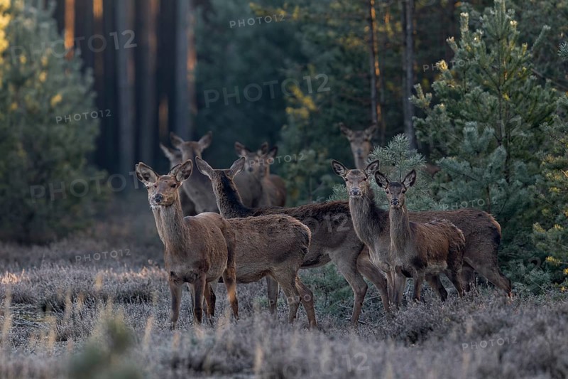 As I am only half-covered behind a tree, some red deer (Cervus elaphus) and calves quickly become aware of me, frost, cold, hoarfrost, morning sun, Germany