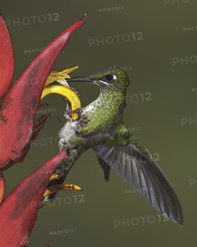 Green-crowned Brilliant (Heliodoxa jacula), Ecuador