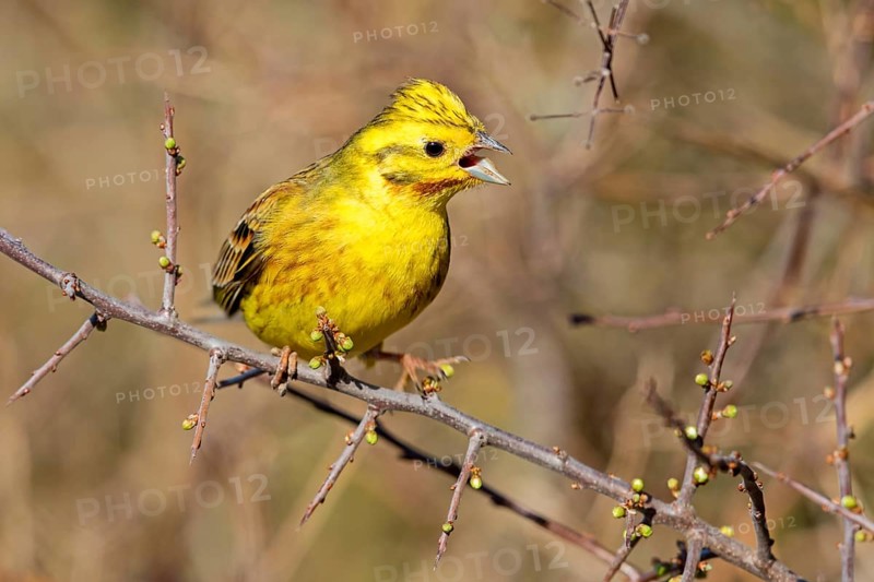 Yellowhammer, (Emberiza citrinella), perch, tree, twig, songbird, bunting family, Nahe valley, Rhineland-Palatinate, Federal Republic of Germany