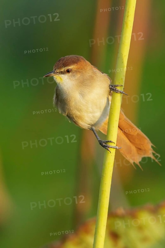Yellow-chinned Spinetail (Certhiaxis cinnamomeus) perched on a branch in the rainforest of Guyana