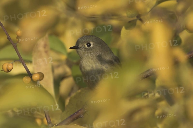 Ruby-crowned Kinglet (Regulus calendula), Ontario, Canada