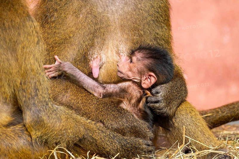 Guinea baboon (Papio papio) new born youngster at its mother, captive, Bavaria, Germany