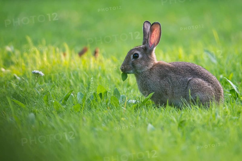 European Rabbit (Oryctolagus cuniculus) adult foraging in meadow, Lower Saxony, Germany