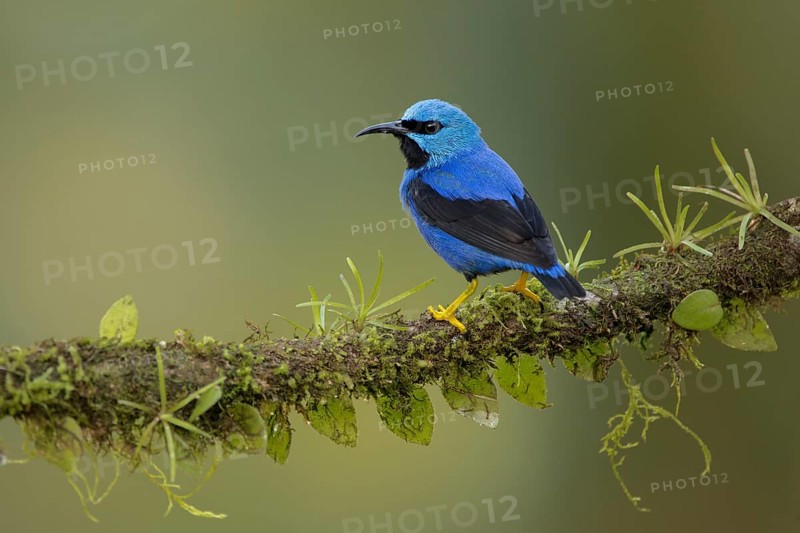 Shining honeycreeper, costa rica