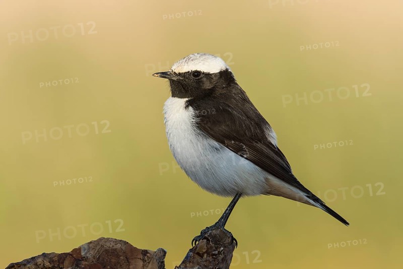 Mourning Wheatear (Oenanthe lugens) male, Eilat, Israel