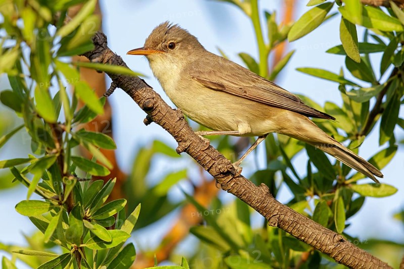 Olive warbler, (Hippolais olivetorum), animal, animals, bird, birds, biotope, habitat, perch, branch, twig, foraging, songbird, reed warbler family Lesvos, Greece