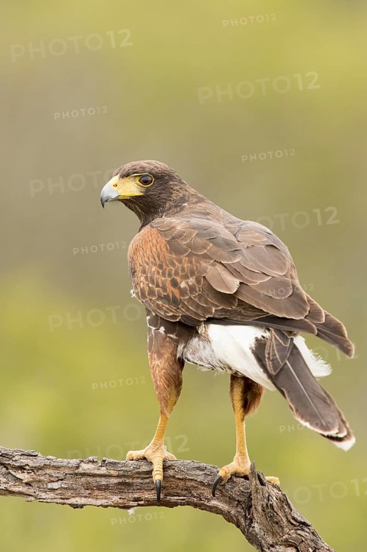 Harris's Hawk (Parabuteo unicinctus) juvenile, Texas, USA