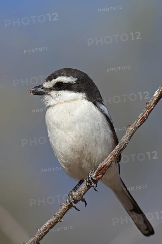 Southern Fiscal (Lanius collaris), Northern Cape, South Africa