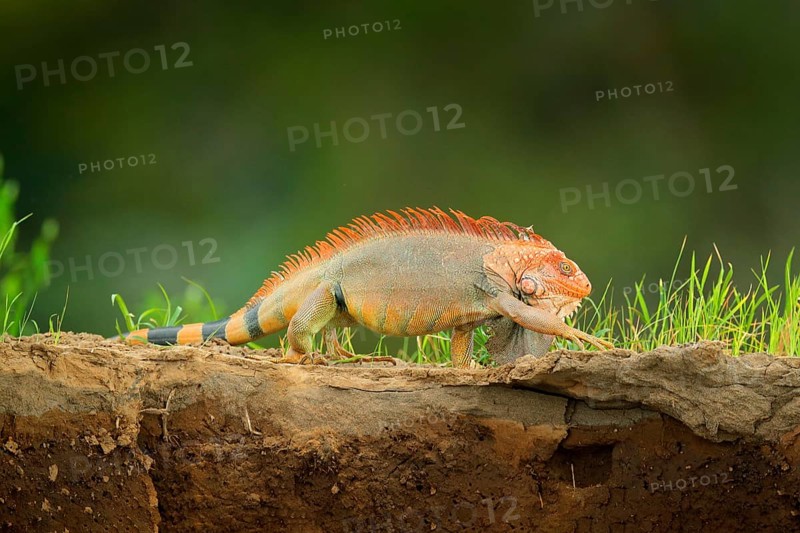 Portrait of orange iguana in the dark green forest, Costa Rica. Wildlife scene from nature. Orange lizard walking on the river coast