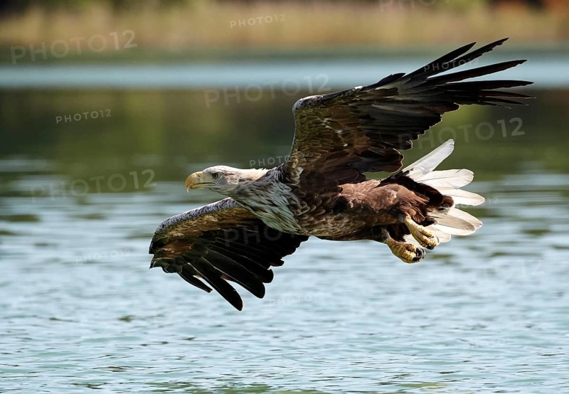 White-tailed Eagle (Haliaeetus albicilla) hunting, Mecklenburg-Western Pomerania, Germany