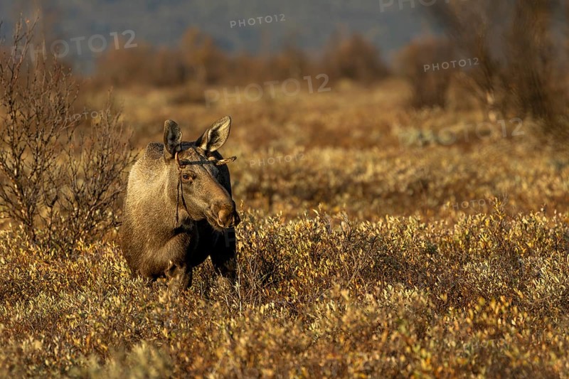A young bull moose (Alces alces) in the warm light of the evening sun, moose rut, rutting season, autumn, Ruska, September, Norway