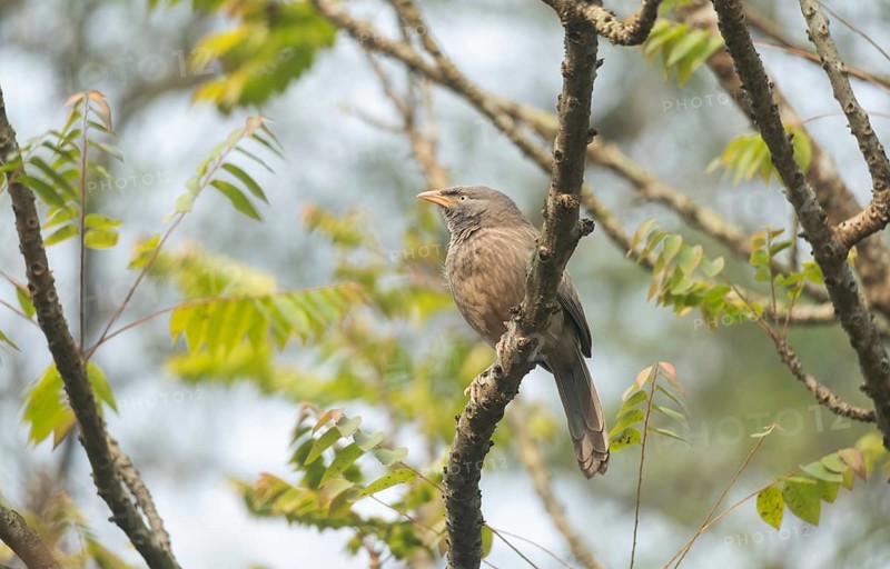 A jungle babbler (Argya striata) on a tree branch, Sreepur, Gazipur, Bangladesh