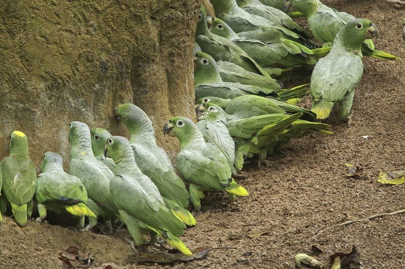 Yellow-crowned Amazon (Amazona ochrocephala), Ecuador