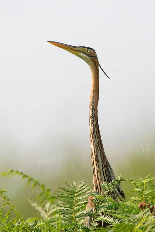 Purple Heron (Ardea purpurea), Uganda