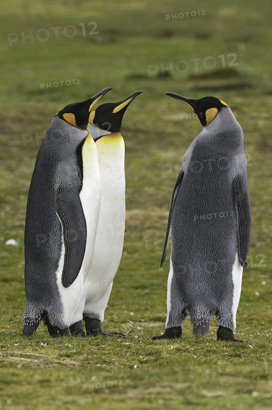 King Penguin (Aptenodytes patagonicus), Falkland Islands
