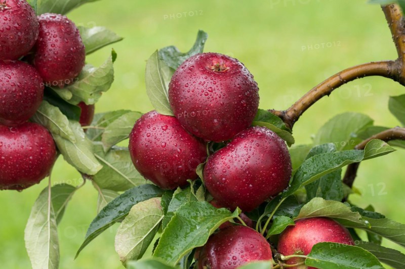 Apple (Malus domestica 'Gaia'), Cambridge Botanical Garden, Germany
