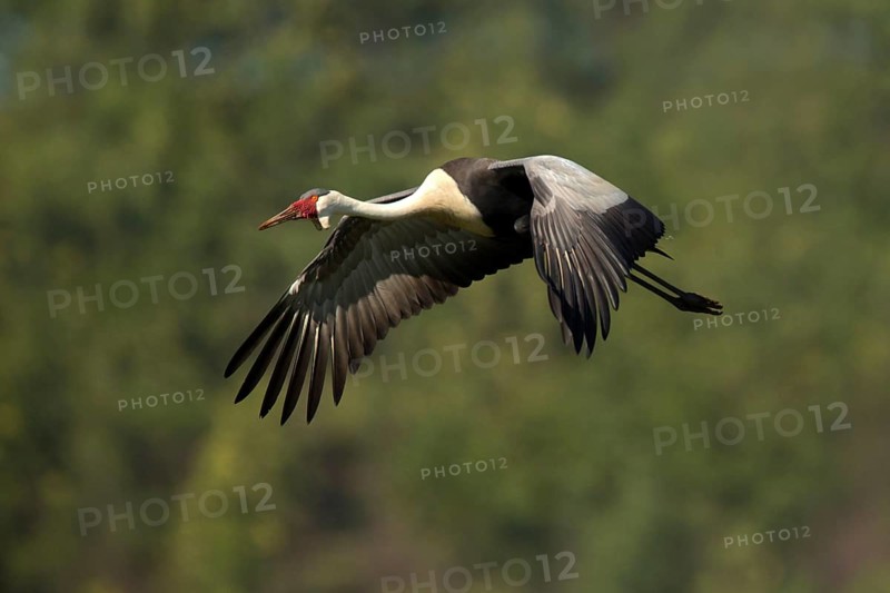 Wattled Crane (Grus carunculata) flying, Kwazulu-Natal, South Africa