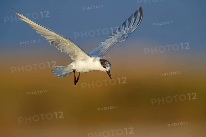 White-bearded Tern, White-bearded Tern, (Chlidonias hybridus), (Chlidonias hybrida), Marsh Tern family, biotope, habitat, foraging, flight recording, East Khawr Khawr Ad Dahariz, Salalah, Dhofar, Oman