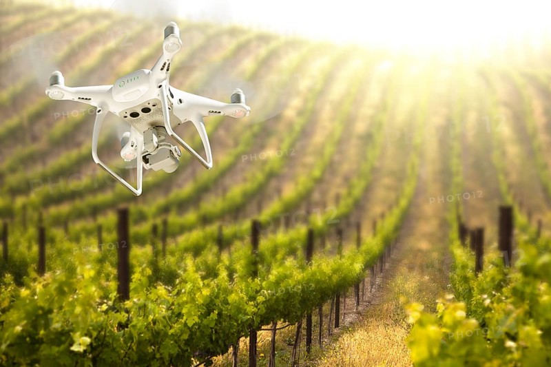 Unmanned Aircraft System (UAV) Quadcopter Drone In The Air Over Grape Vineyard Farm