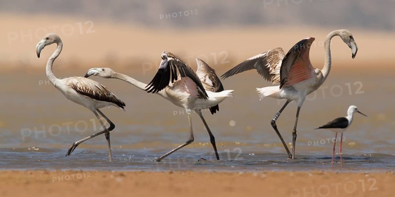 Greater Flamingo (Phoenicopterus roseus), Morocco