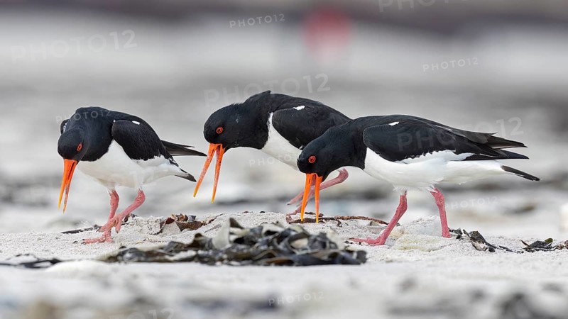 Eurasian Oystercatcher (Haematopus ostralegus) group calling, Mecklenburg-Western Pomerania, Germany