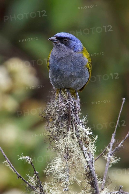 Blue-capped Tanager (Thraupis cyanocephala) perched on a branch in Manu National Park, Peru