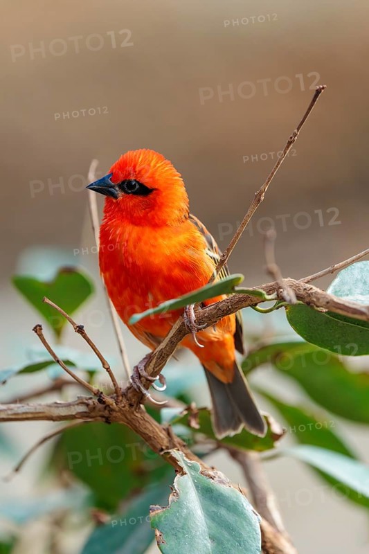 A male red fody (Foudia madagascariensis) sits in a tree. Madagascar, Amirantes, Comoros, Seychelles, Mauritius, Réunion, Saint Helena