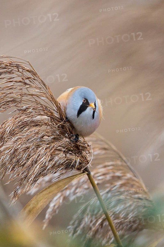 Bearded Reedling (Panurus biarmicus) male perched on reeds, Baden-Wuerttemberg, Germany