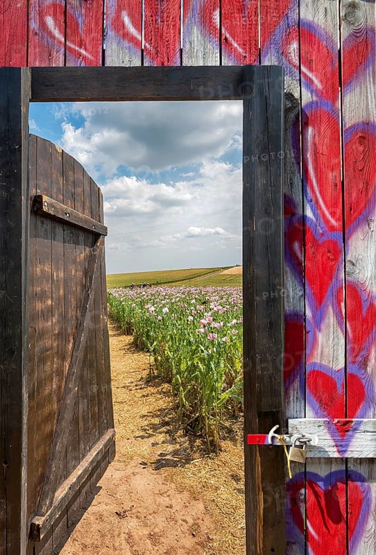 Gate in an Opium poppy field, Germerode, Werra-Meissner district, Hesse, Germany, photomontage