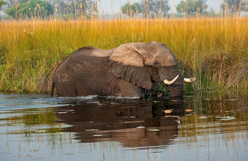 African elephant (Loxodonta africana) in the swamp, Xakanaxa Lagoon, Okavango Delta, Moremi Game Reserve, Botswana