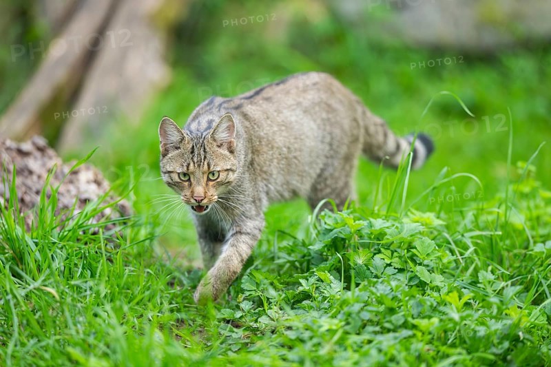 European wildcat (Felis silvestris silvestris) on a meadow, Hesse, Germany