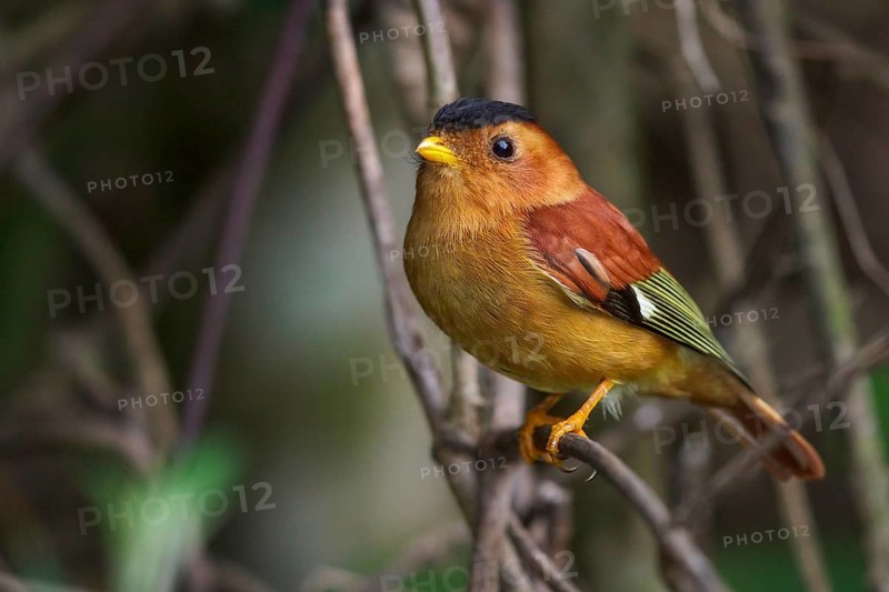 Black-capped Piprites (Piprites pileata) perched on a branch in the Atlantic rainforest of southeast Brazil