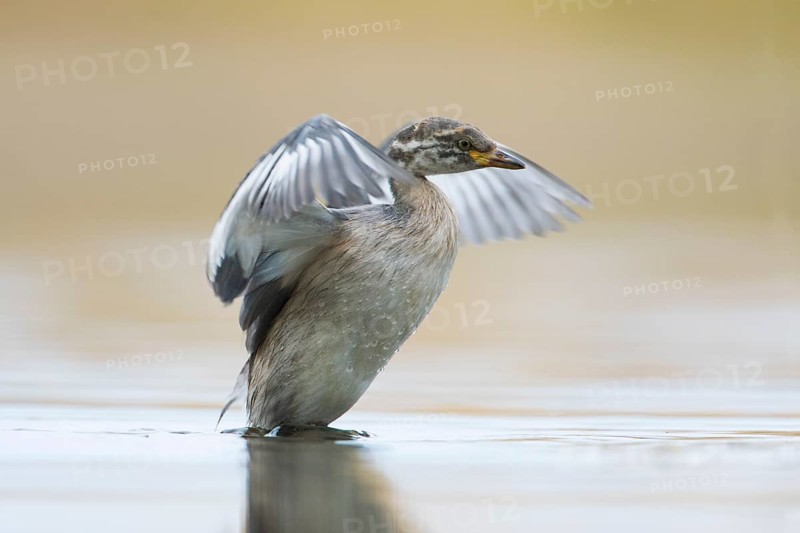 Australasian Grebe (Tachybaptus novaehollandiae) young flapping, Victoria, Australia