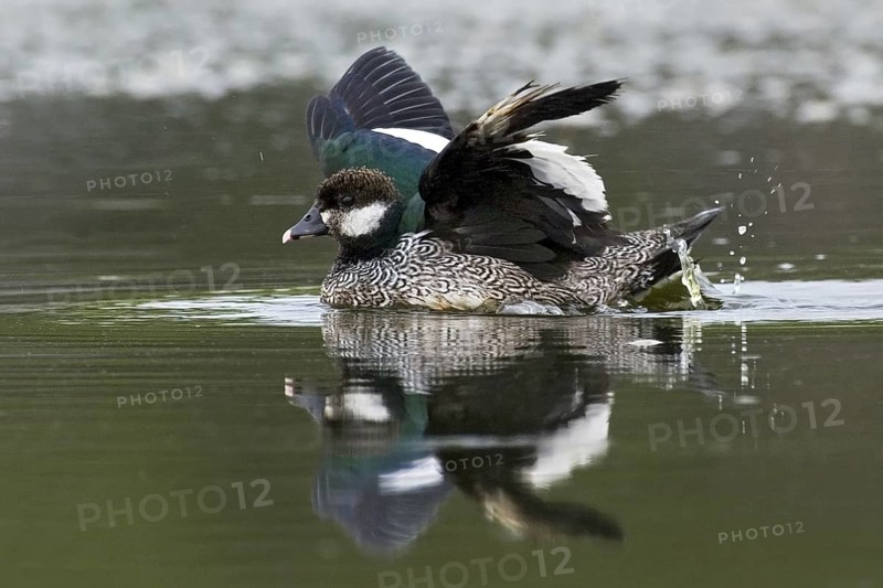 Green Pygmy Goose (Nettapus pulchellus) male, Northern Territory, Australia