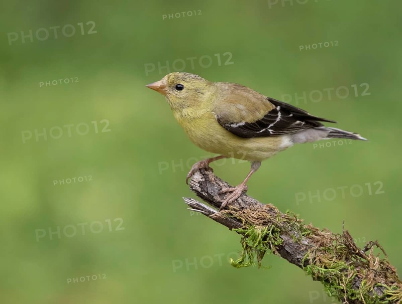 American Goldfinch, Carduelis tristis, juvenile, perched in Saskatoon