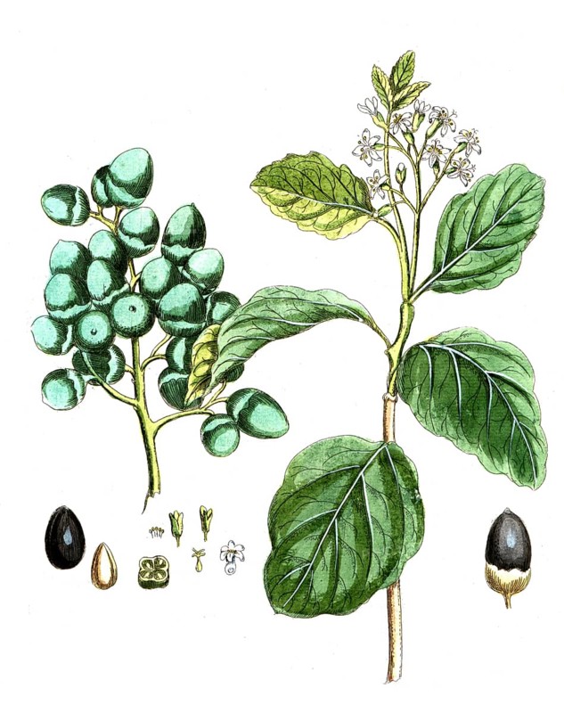 Cordia myxa, Cordia myxa, digital reproduction of a historical original, between 1790 and 1810