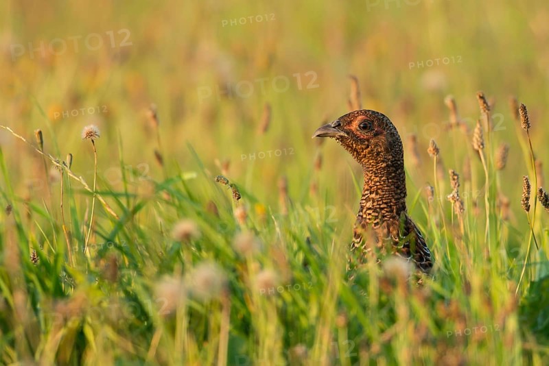 Common Pheasant (Phasianus colchicus) juvenile male, Schleswig-Holstein, Germany
