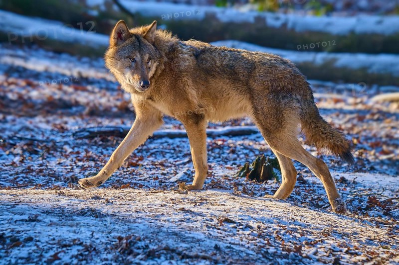 A wolf moves through the snow-covered ground of the forest, winter, wolf (Canis lupus), Germany