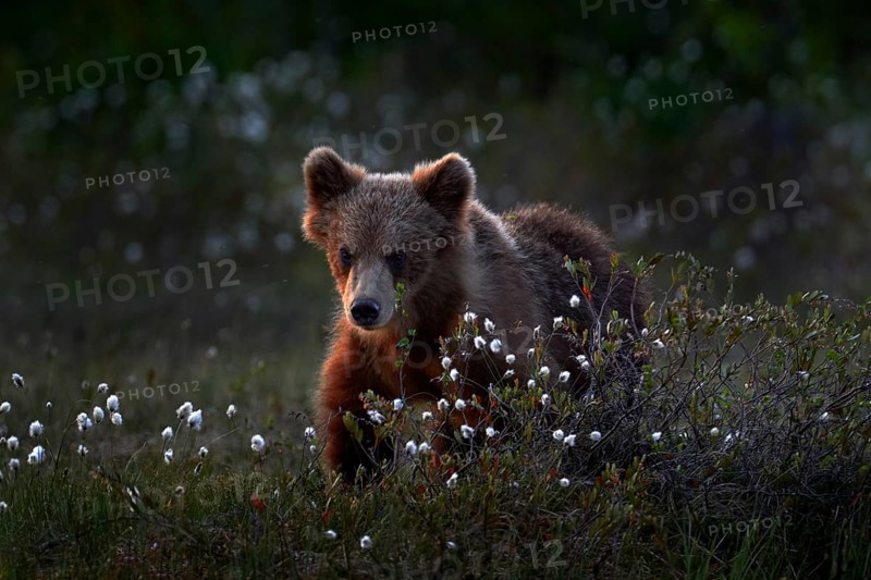 Cute young brown bear cub on the cotton grass, summer season in Finland taiga. Lost bear baby without mother in the nature. Europe wildlife