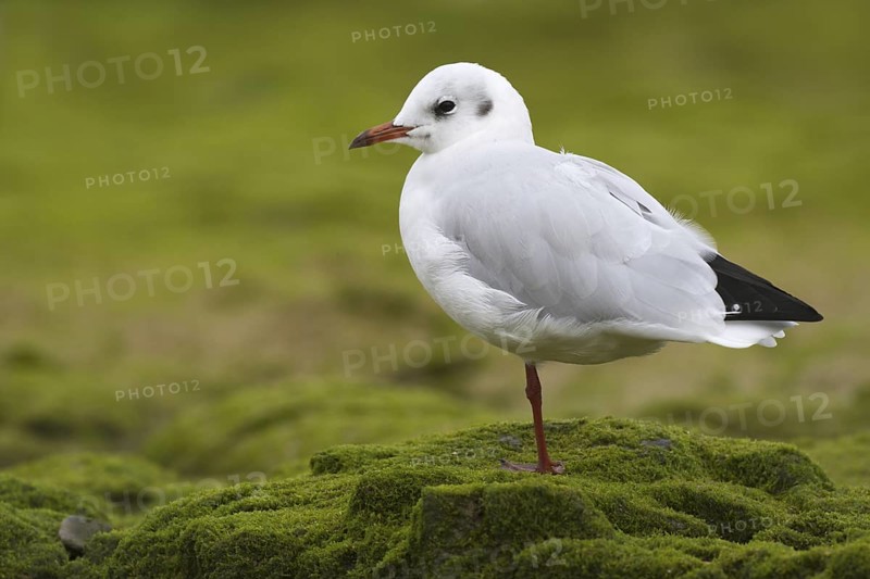 Black-headed Gull (Chroicocephalus ridibundus), Asturias, Spain