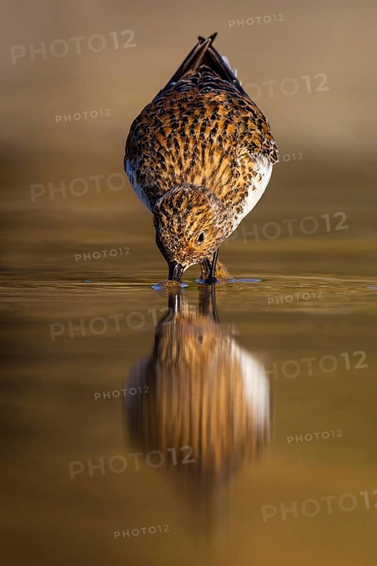Sanderling (Calidris alba) foraging, Asturias, Spain
