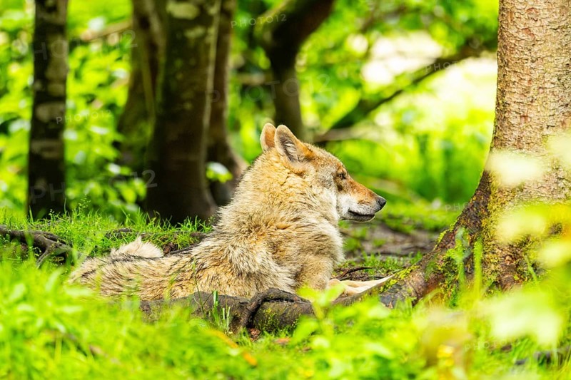 Eurasian wolf (Canis lupus lupus) in a forest, Austria